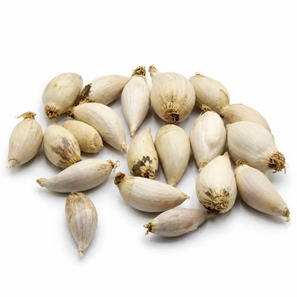 Garlic